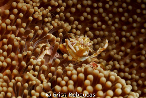 Porcelain crab catching its meal by Erich Reboucas 